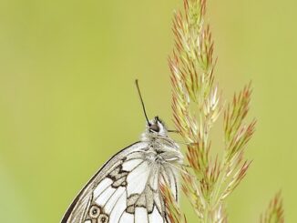 Telefon Kılıfı Seçerken Dikkat Edilmesi Gerekenler